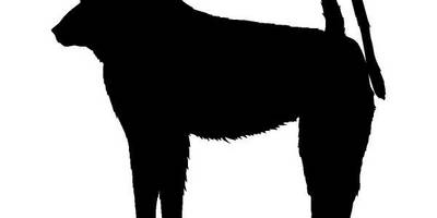 Животные 709