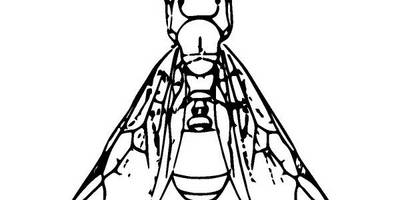 Животные 2607