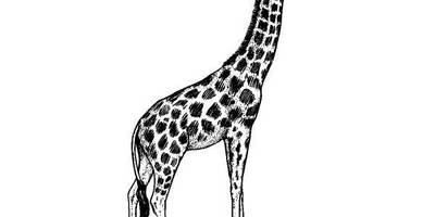 Животные 272