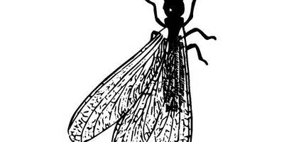 Животные 2480