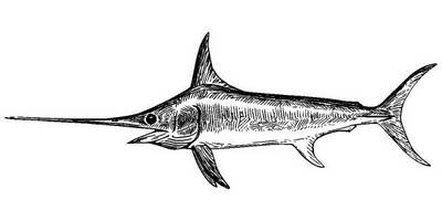 Животные 1133