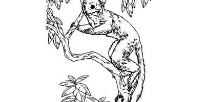 Животные 3583