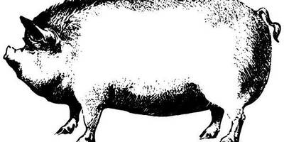 Животные 953