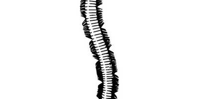 Животные 2440