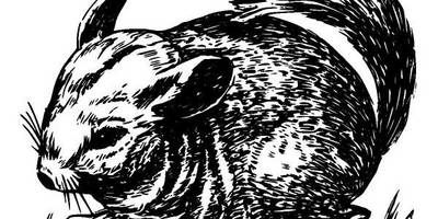 Животные 451