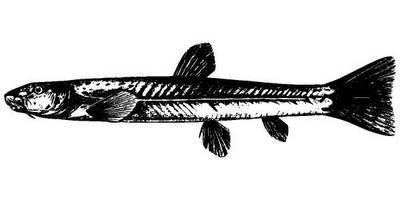 Животные 985