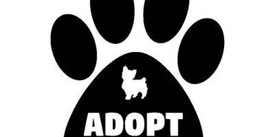 Животные 4079