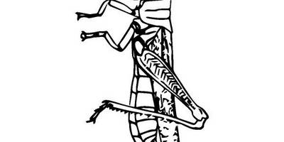 Животные 2458