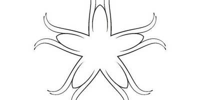 Орнамент цветы 400