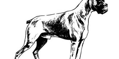 Животные 219