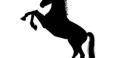 Животные 2993