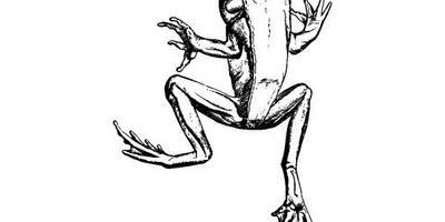 Животные 3851