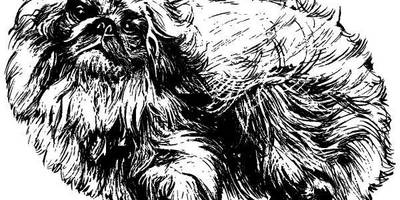 Животные 558