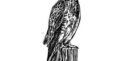 Животные 2914