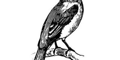 Животные 1160