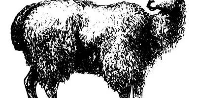 Животные 2984