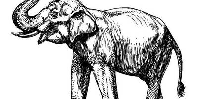 Животные 1047