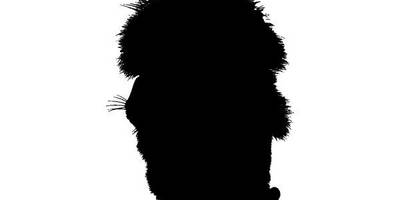 Животные 4161