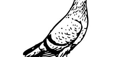 Животные 1155