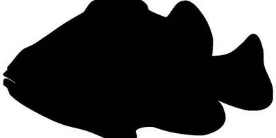 Животные 2972