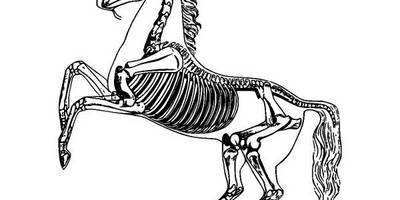 Животные 2772