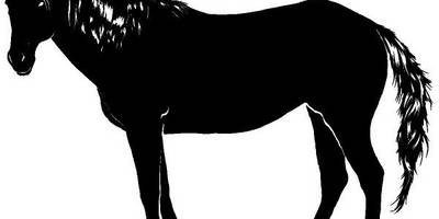 Животные 4050