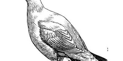 Животные 556