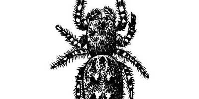 Животные 1276