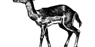 Животные 518