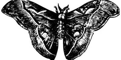 Животные 2821