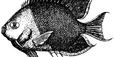 Животные 1297