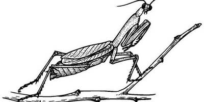 Животные 1063