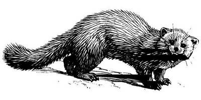 Животные 1064