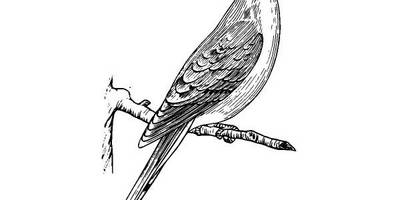 Животные 2549