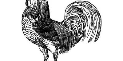 Животные 1295