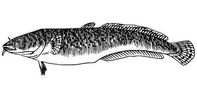 Животные 574