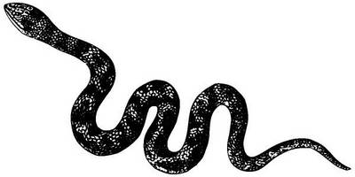 Животные 3842