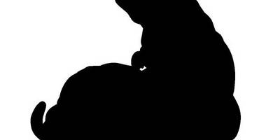 Животные 3006