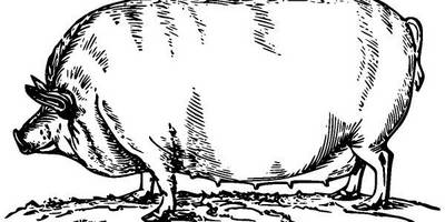 Животные 2773