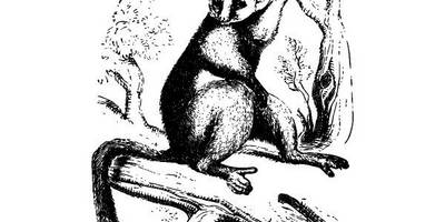 Животные 3853