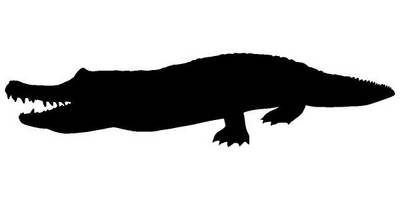 Животные 3335