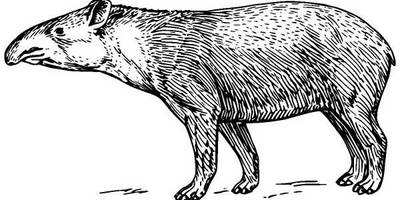 Животные 581