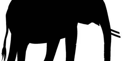 Животные 2171