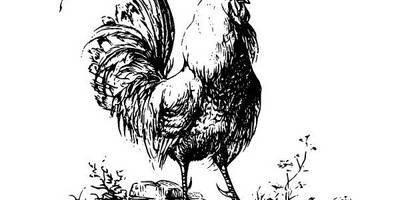 Животные 2619