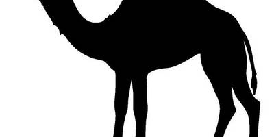 Животные 1981