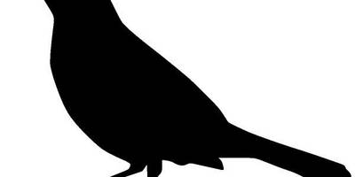 Животные 1187