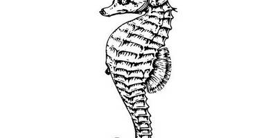 Животные 905