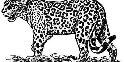 Животные 1049