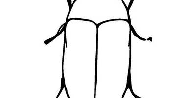 Животные 2449