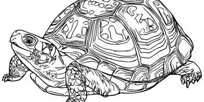 Животные 3582